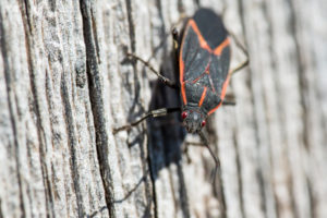 A close-up of a boxelder bug crawling down a tree