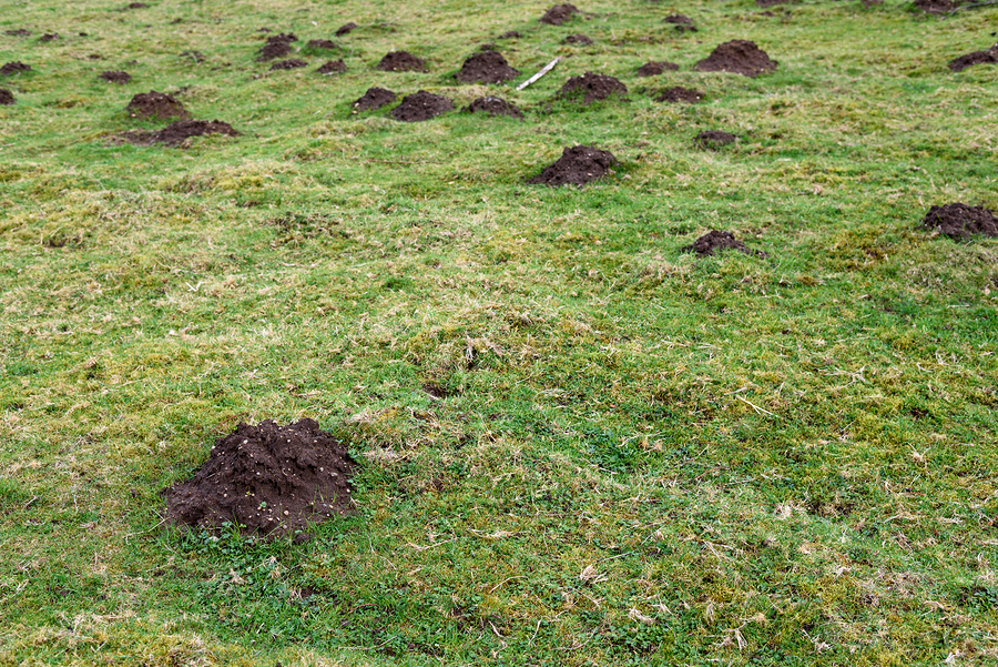 A lawn with many filled holes from mole damage