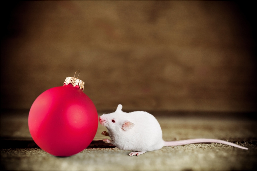 small white mouse on the carpet sniffing a red christmas ornament