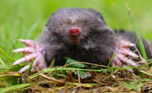 a mole crawling through the grass