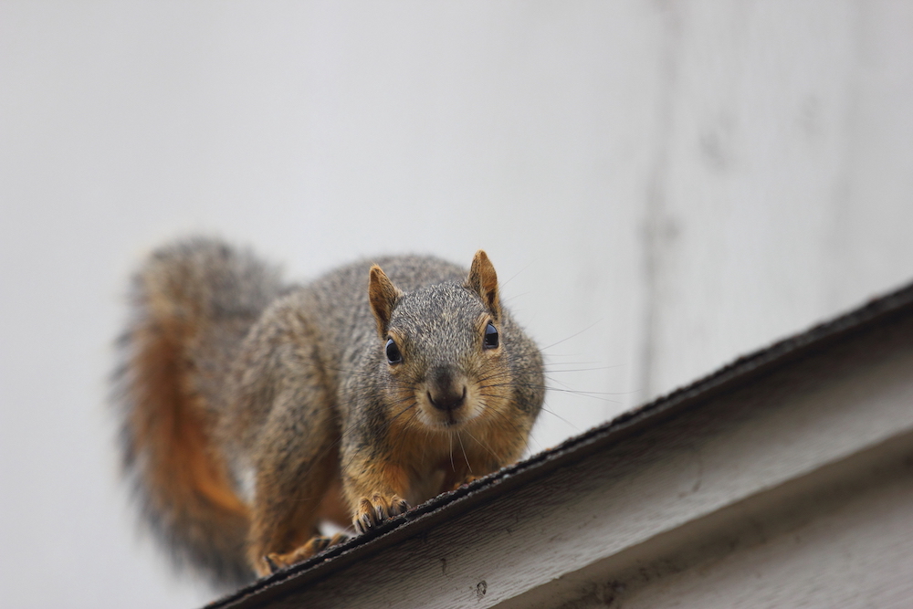 eastern fox squirrel climbing on roof