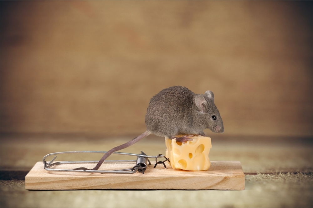 House Mouse Identification Environment Threats Treatment