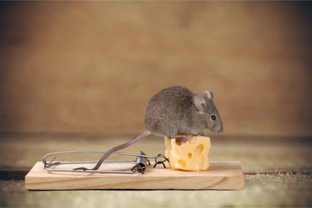 https://www.callnorthwest.com/wp-content/uploads/2017/01/bigstock-Mouse-trap-116151818-2.jpg