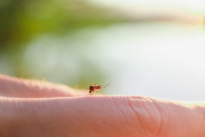 focused shot of a mosquito biting someone's finger