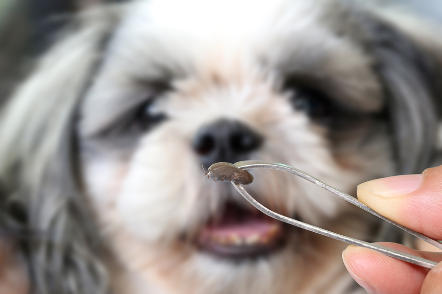 flea tick prevention