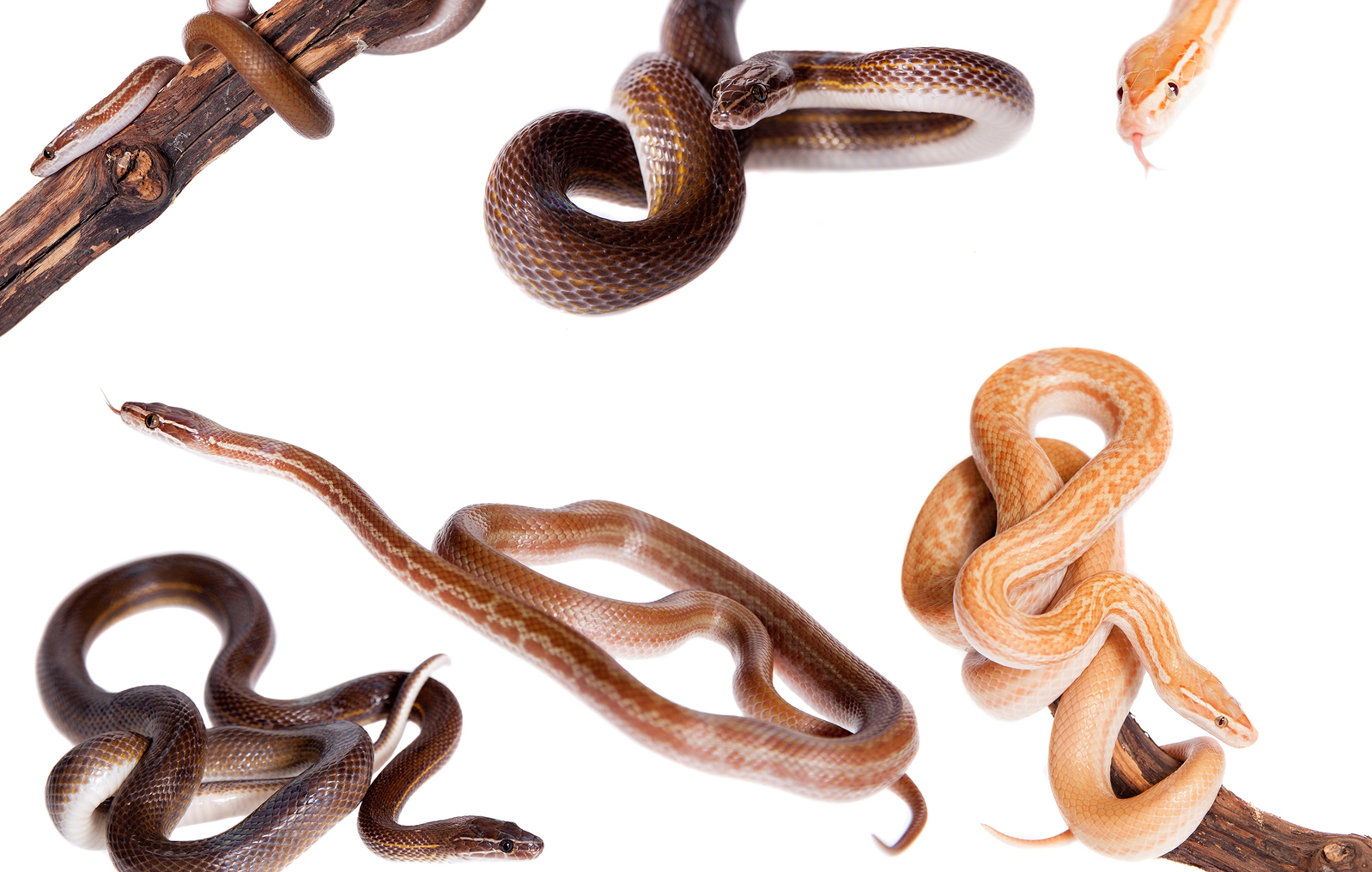 Different types of snakes with a white backdrop