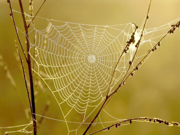 Spider web on a meadow in the rays of the rising sun