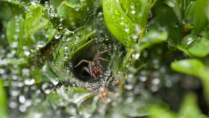 A spider crawling up a wet tubular web surrounded by leaves