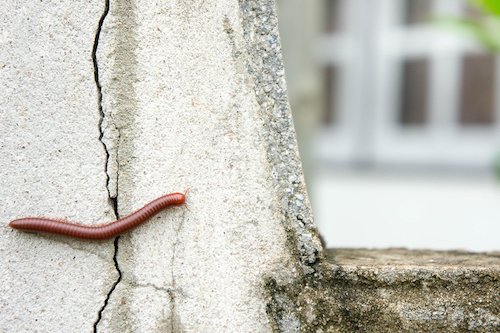 A red millipede crawling over a cracked cement wall