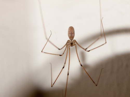 A spider hanging in the house