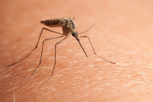 A close-up of a mosquito biting through someone's skin