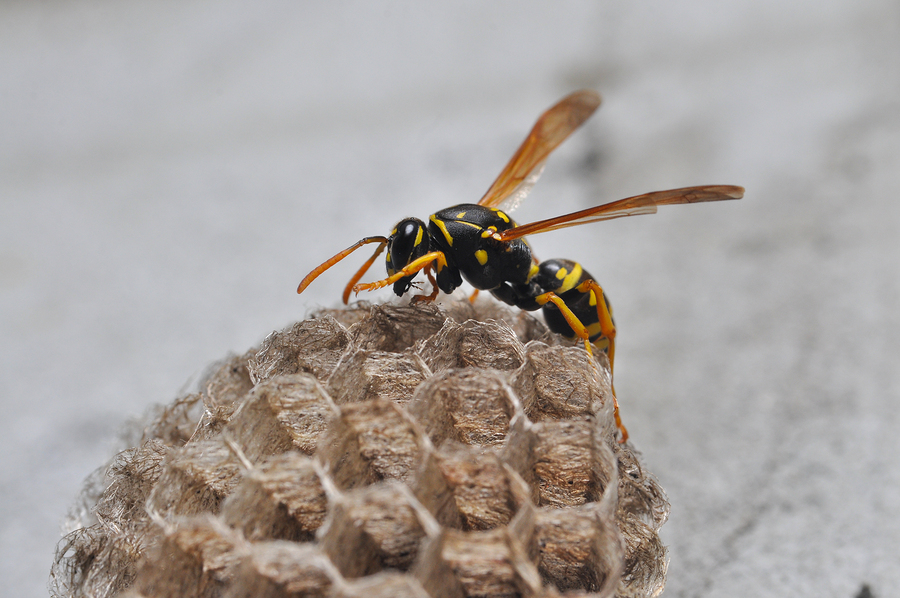 A Paper wasp on a hive
