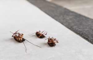 Three dead roaches laying on their backs on the floor