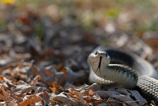 Garter Snake laying on fallen brown leaves