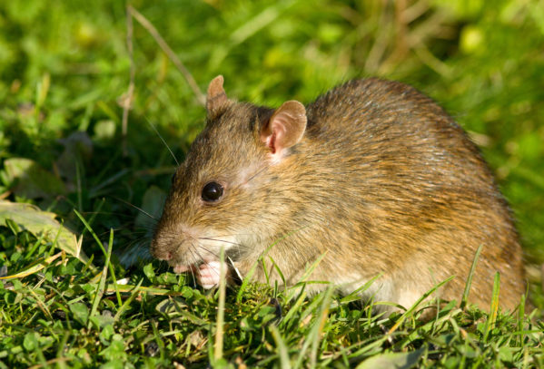 Brown Rat in the grass