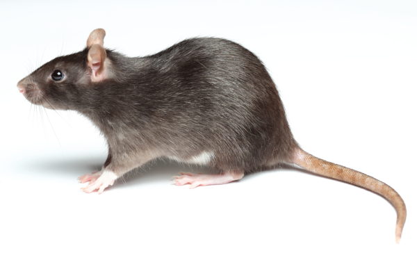 Side profile of a Black Rat on a white background