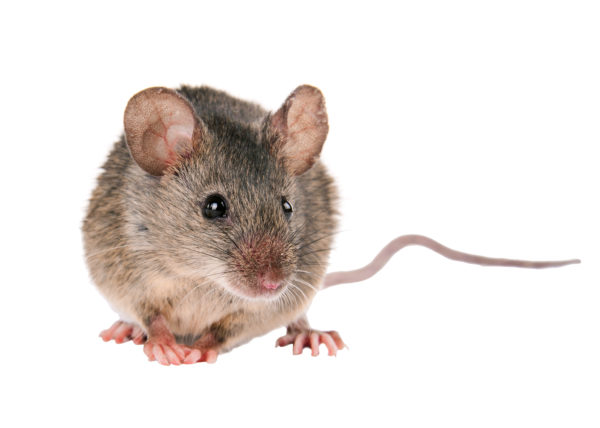 Mouse with white background