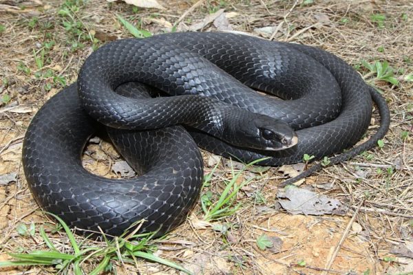 Black Racer Snake in the curled up in the grass