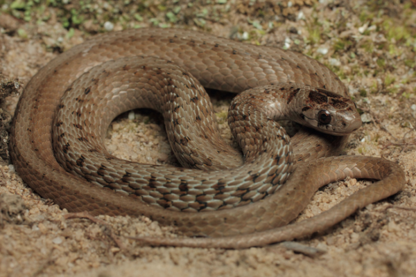 Brown Snake curled up in the sand