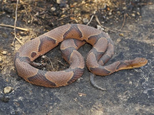 Copperhead Snake on a rock