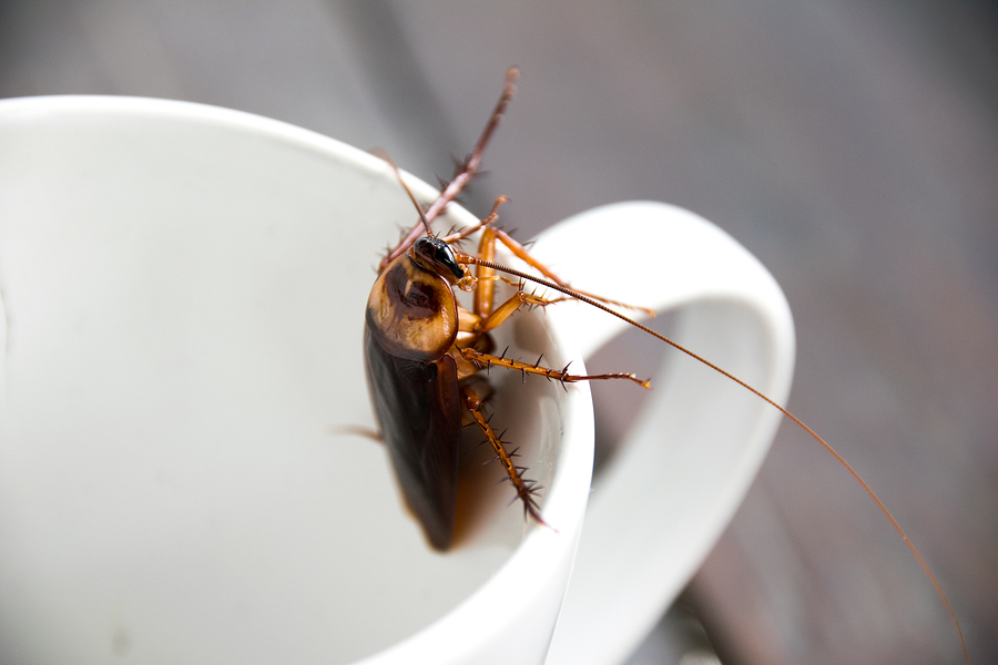 A cockroach crawling out of a white coffee mug