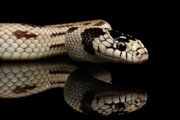 King Snake Close-up with a Black Background