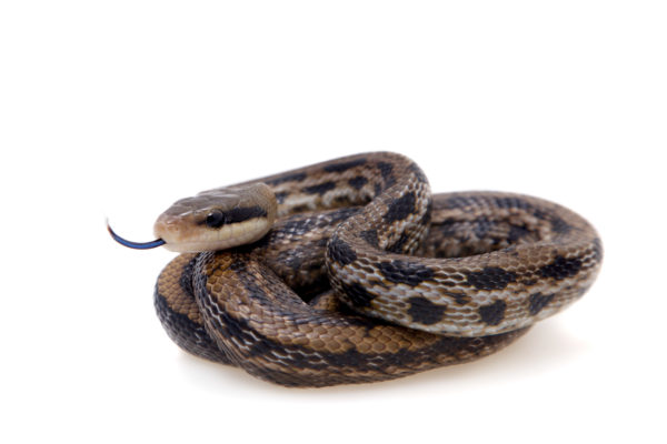 Rat Snake Coiled up with tongue sticking out with a white background