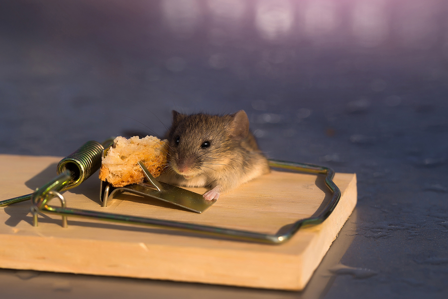 A mouse on a mousetrap with a piece of bread in it