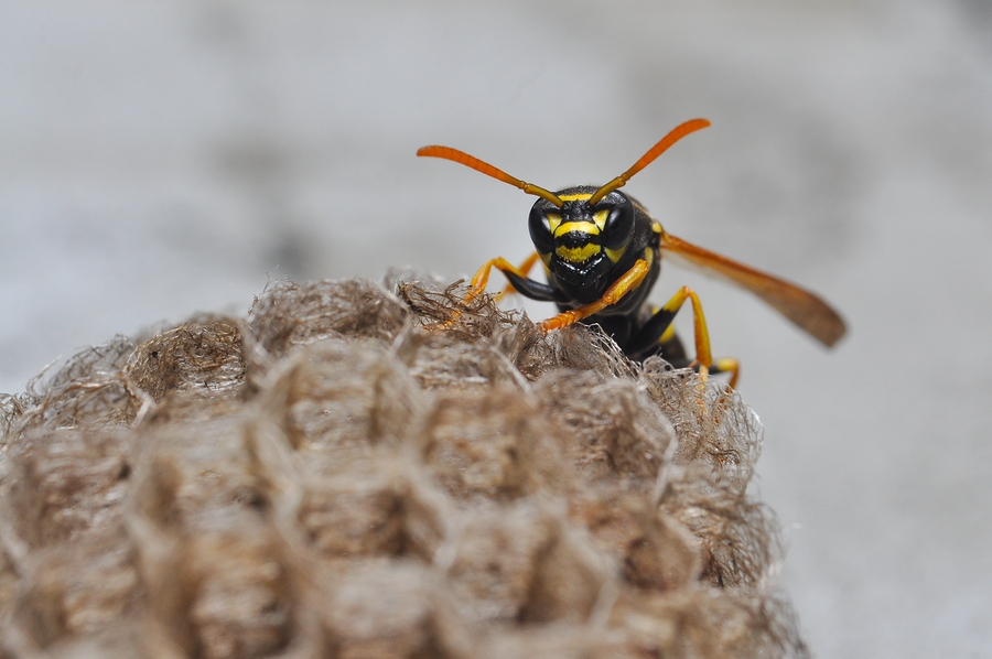 Close-up of a bee on a hive