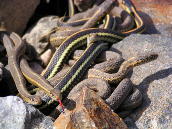 Several Garter Snakes intertwined on top of Rocks