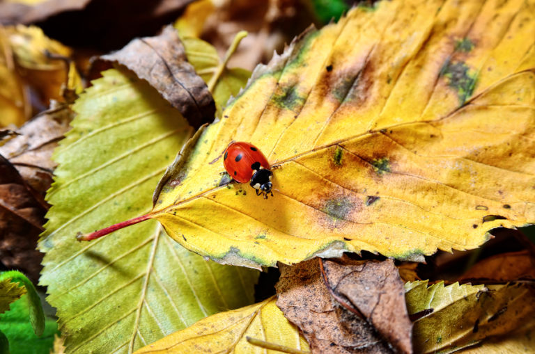 5 Common Fall Pests | Fall Pest Prevention Tips