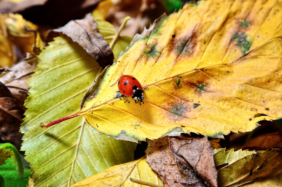 Ladybug crawling on fallen leaves