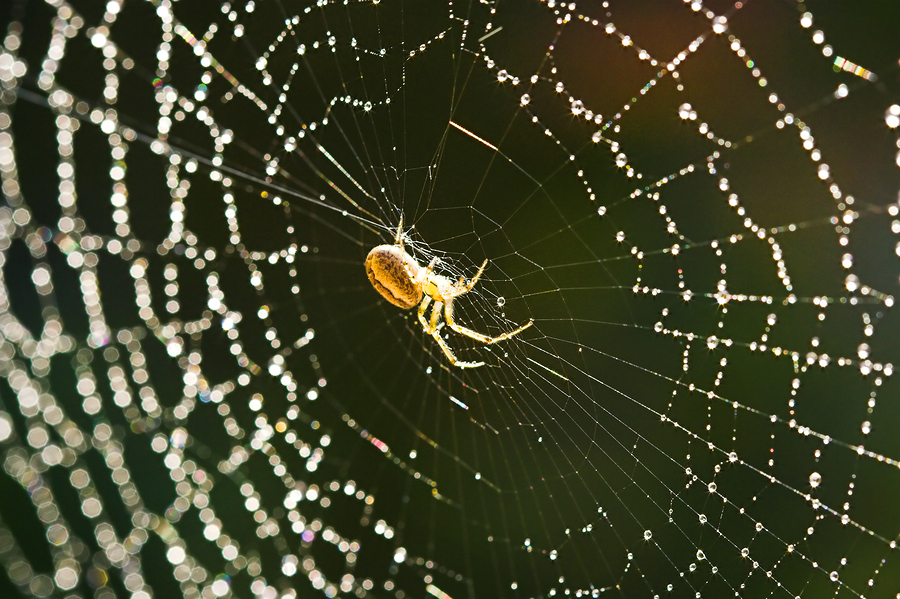 A yellow spider in the center of a wet spiderweb