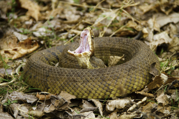 Water Moccasin Coiled up with mouth wide open and resting on old fallen leaves