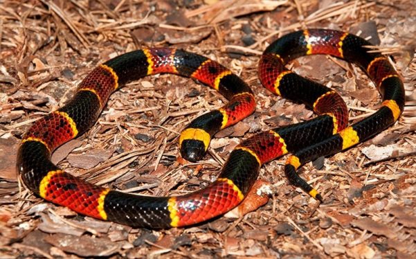 Coral Snake on Mulch