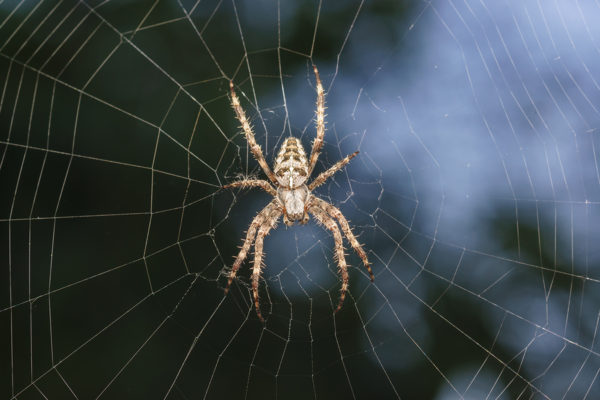 A hairy brown spider in the middle of a web