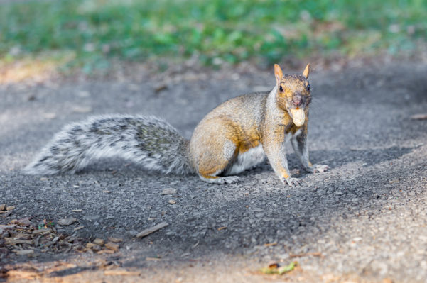 A squirrel eating a nut