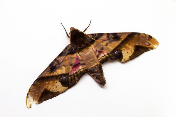 A moth on a white surface