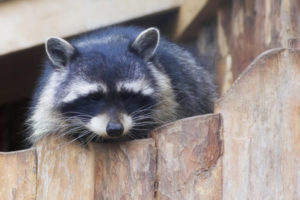 North American Raccoon Close-Up