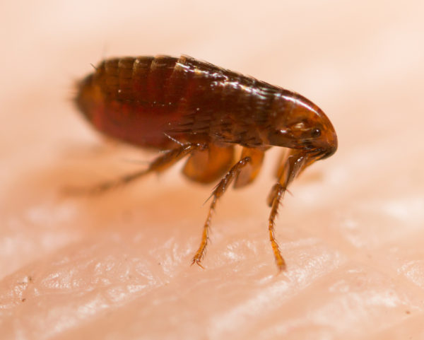 A close-up of a flea on someone's skin
