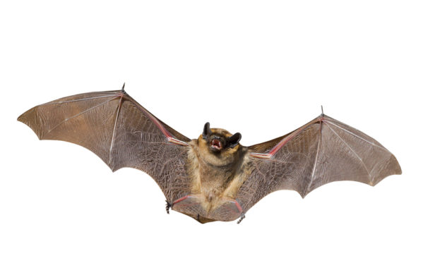 A bat with outstretched wings on a white background