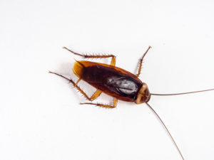 overhead view of a cockroach on a white background