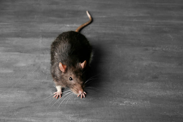 A rat standing on gray concrete floor