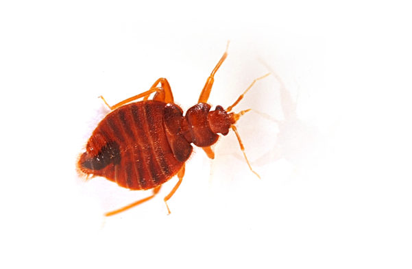 Close-up of a bed bug on a white surface