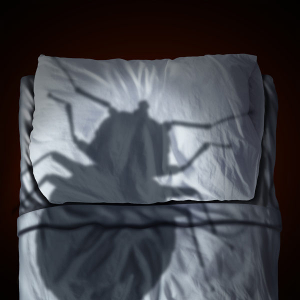 bed bug control