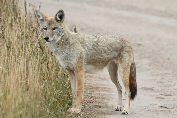 Coyote