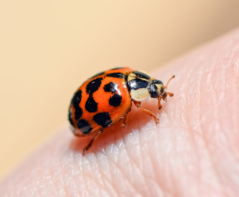 Ladybugs Identification Environment Threats Treatment