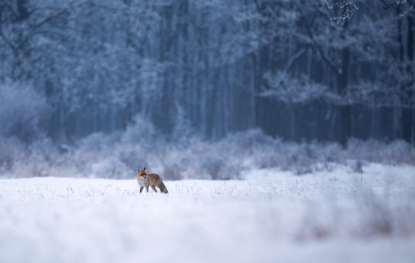 A fox standing in a snowy field with a winter forest in the background