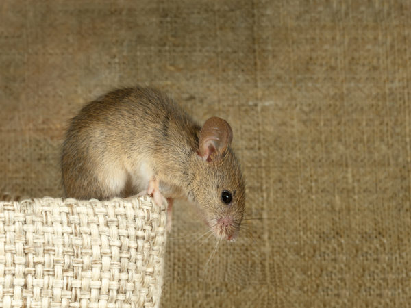 How To Keep The Rodents Out This Winter
