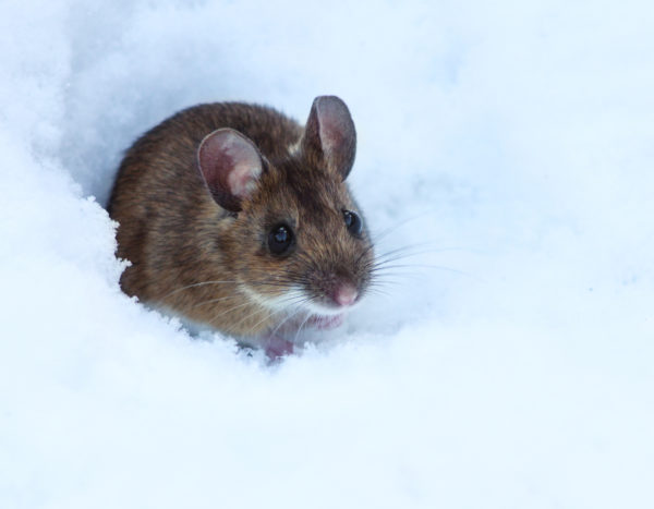 Winter Wildlife Prevention